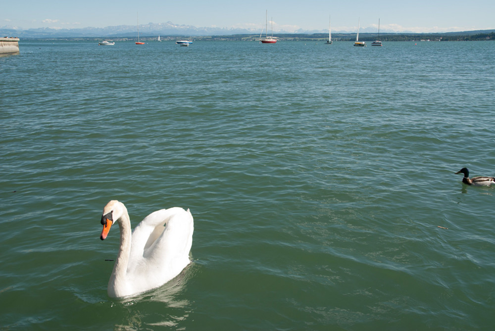 Hof Geiger am BodenseeSchmetterling