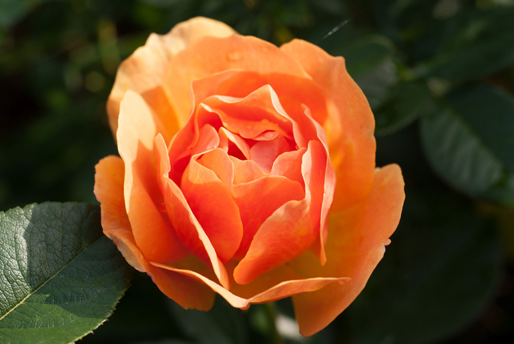 Hof Geiger am Bodensee Rose