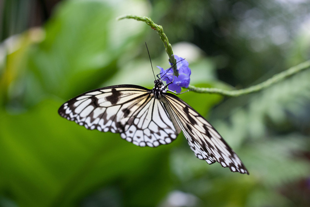 Hof Geiger am Bodensee Schmetterling