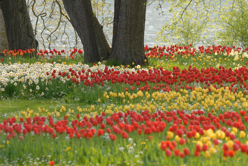 Hof Geiger am Bodensee Tulpen